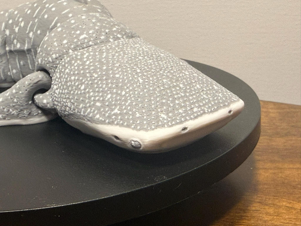 3D Printed Articulated Whale Shark, Poseable Marine Model by Pencil Short Designs LLC