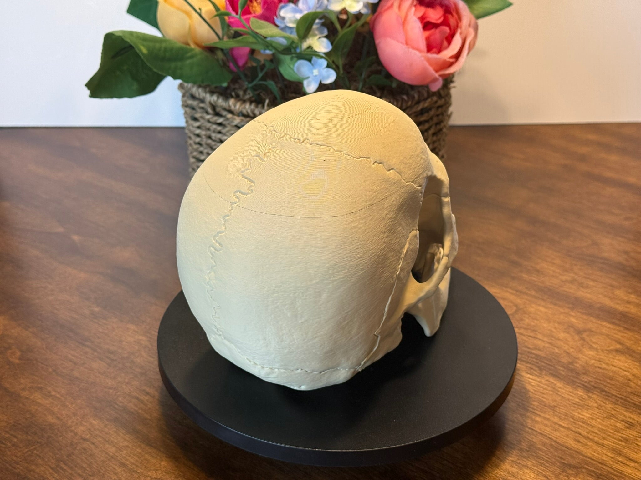 Life Size Human Skull Model | 3D Printed Anatomical Skull for Anatomy Study, Art Decor & Gothic Display by Pencil Short Designs LLC