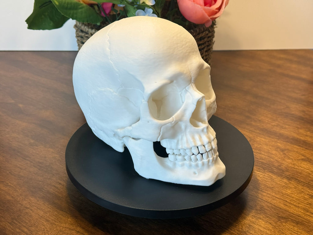 Life Size Human Skull Model | 3D Printed Anatomical Skull for Anatomy Study, Art Decor & Gothic Display by Pencil Short Designs LLC