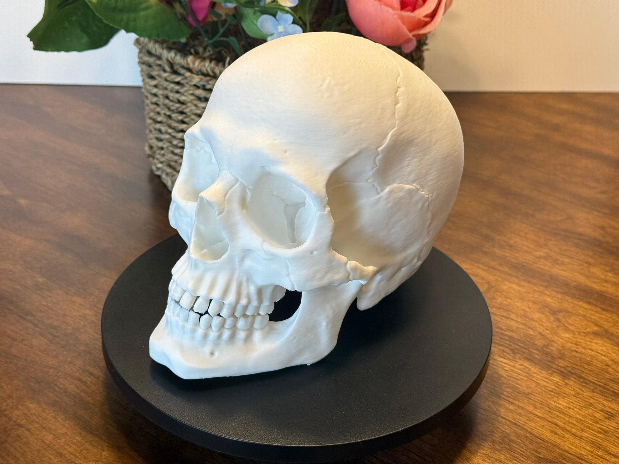 Life Size Human Skull Model | 3D Printed Anatomical Skull for Anatomy Study, Art Decor & Gothic Display by Pencil Short Designs LLC