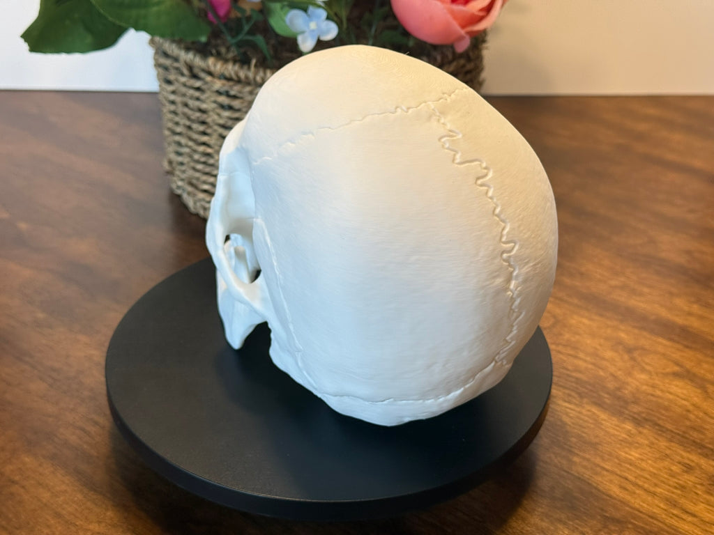Life Size Human Skull Model | 3D Printed Anatomical Skull for Anatomy Study, Art Decor & Gothic Display by Pencil Short Designs LLC
