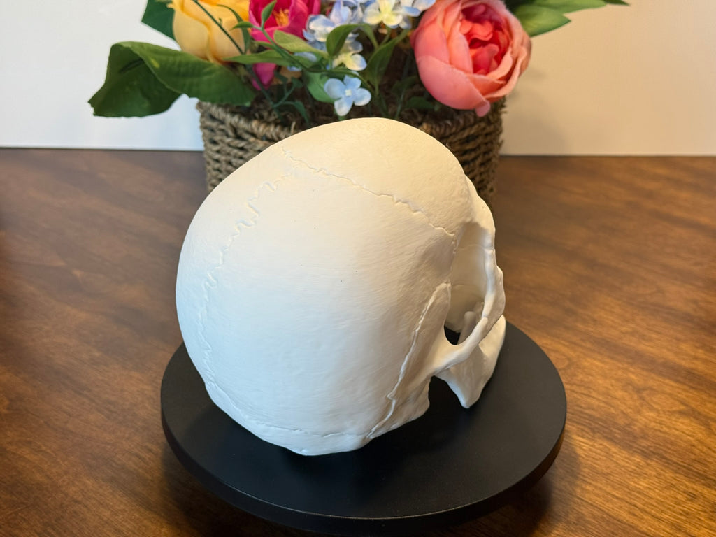 Life Size Human Skull Model | 3D Printed Anatomical Skull for Anatomy Study, Art Decor & Gothic Display by Pencil Short Designs LLC