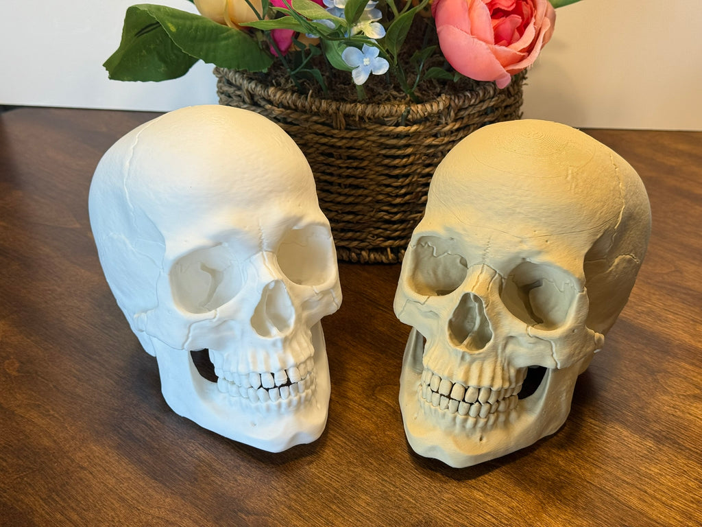 Life Size Human Skull Model | 3D Printed Anatomical Skull for Anatomy Study, Art Decor & Gothic Display by Pencil Short Designs LLC