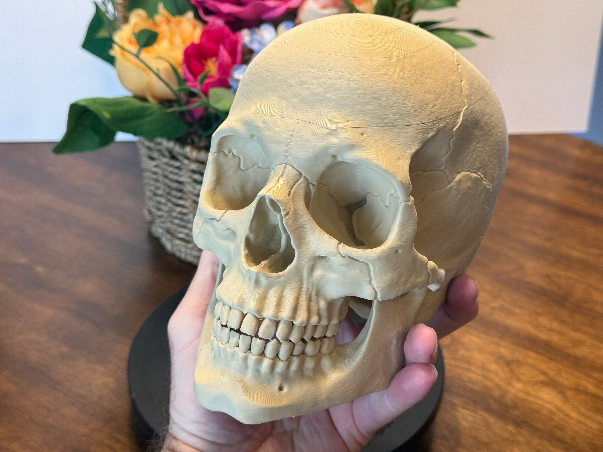 Life Size Human Skull Model | 3D Printed Anatomical Skull for Anatomy Study, Art Decor & Gothic Display by Pencil Short Designs LLC